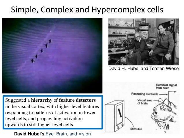 David Hunter Hubel (–) | The Embryo Project Encyclopedia david hubel eye brain and vision pdf download