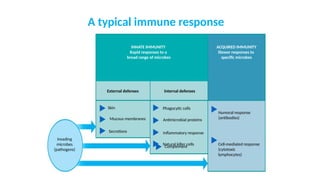 Lecture 2a. OVERVIEW Adaptive immunity.pptx