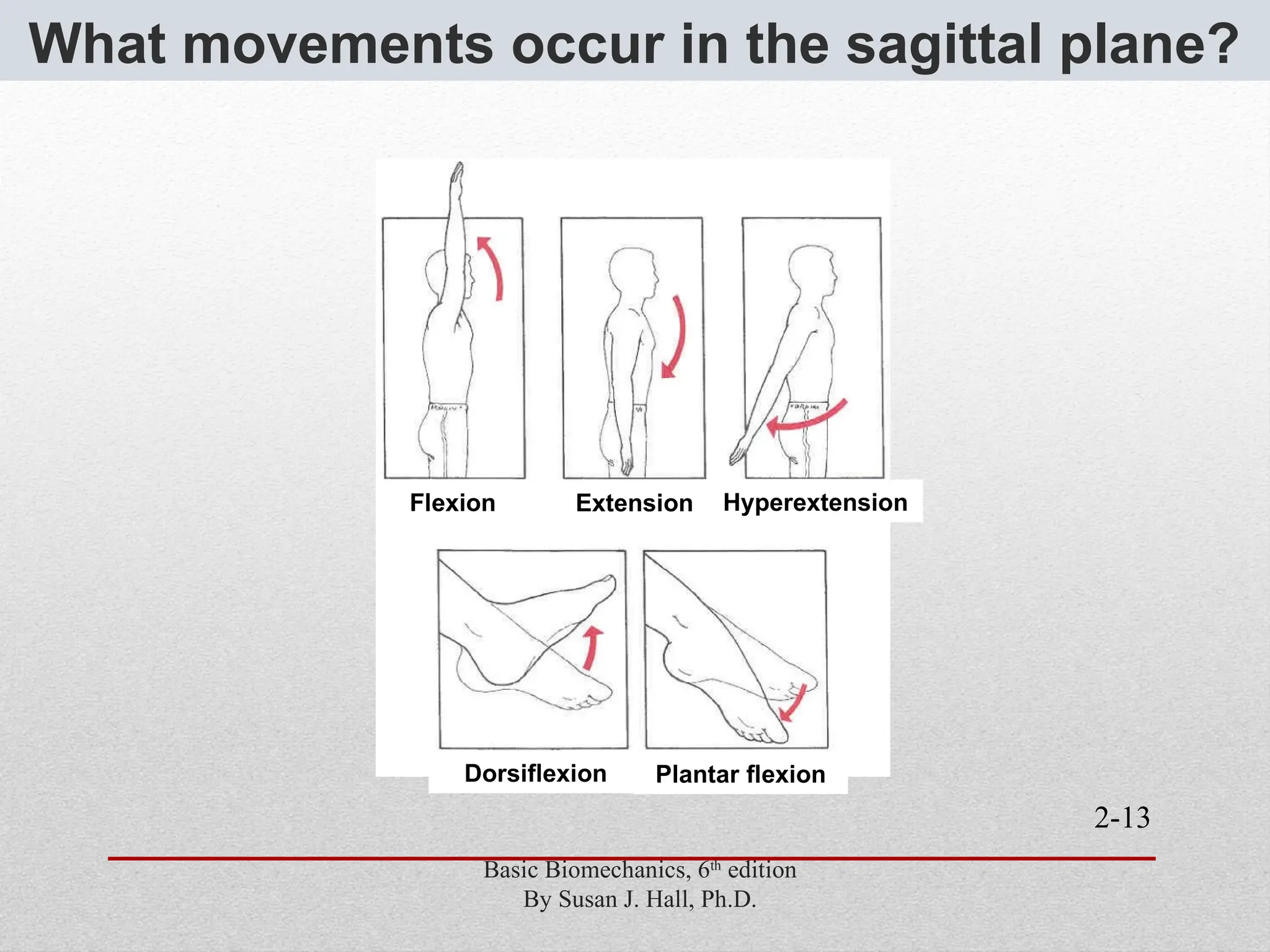2-13
Flexion Extension Hyperextension
Dorsiflexion Plantar flexion
Basic Biomechanics, 6th
edition
By Susan J. Hall, Ph.D.
What movements occur in the sagittal plane?
 