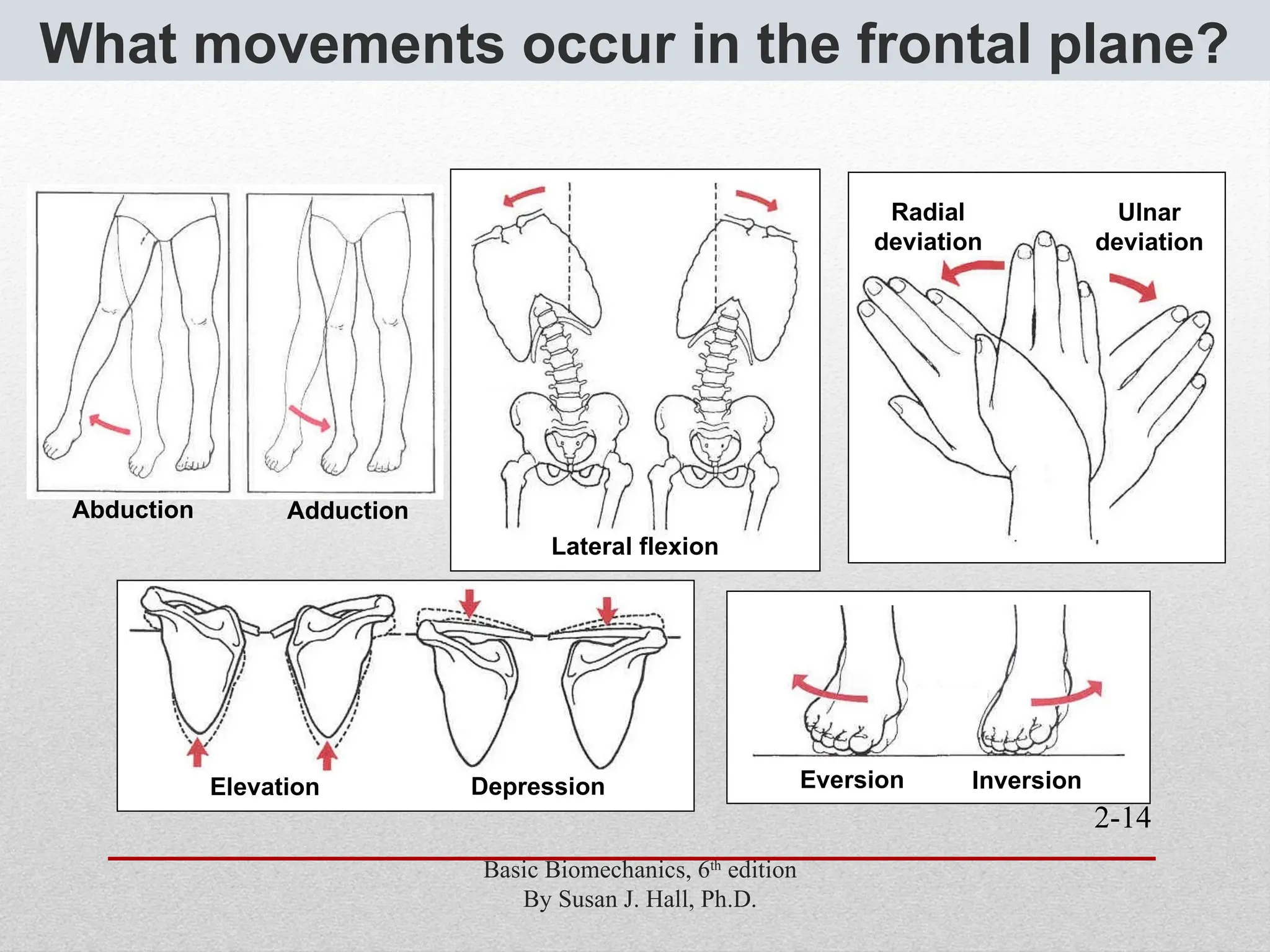 2-14
What movements occur in the frontal plane?
Abduction Adduction
Lateral flexion
Elevation Depression
Radial
deviation
Ulnar
deviation
Eversion Inversion
Basic Biomechanics, 6th
edition
By Susan J. Hall, Ph.D.
 