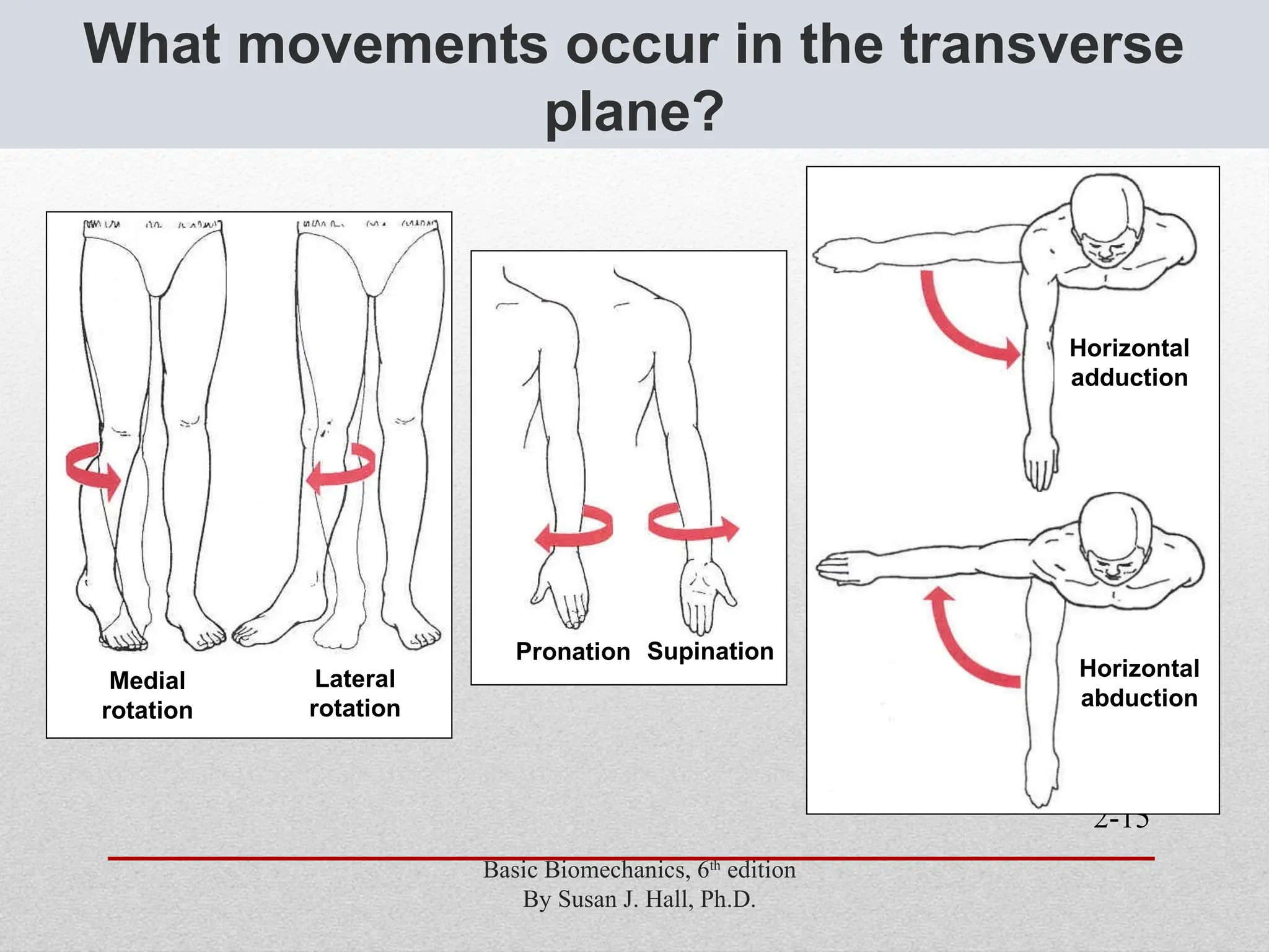 2-15
What movements occur in the transverse
plane?
Medial
rotation
Lateral
rotation
Pronation Supination
Horizontal
adduction
Horizontal
abduction
Basic Biomechanics, 6th
edition
By Susan J. Hall, Ph.D.
 