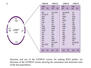 Structure and use of the LITMUS vectors for making RNA probes. (a)
Structure of the LITMUS vectors showing the orientation and restriction sites
of the four polylinkers.
 