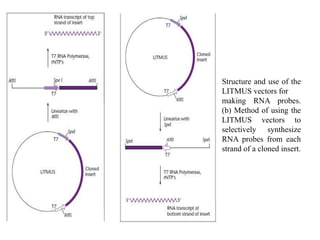 Structure and use of the
LITMUS vectors for
making RNA probes.
(b) Method of using the
LITMUS vectors to
selectively synthesize
RNA probes from each
strand of a cloned insert.
 