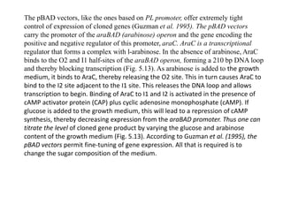 The pBAD vectors, like the ones based on PL promoter, offer extremely tight
control of expression of cloned genes (Guzman et al. 1995). The pBAD vectors
carry the promoter of the araBAD (arabinose) operon and the gene encoding the
positive and negative regulator of this promoter, araC. AraC is a transcriptional
regulator that forms a complex with l-arabinose. In the absence of arabinose, AraC
binds to the O2 and I1 half-sites of the araBAD operon, forming a 210 bp DNA loop
and thereby blocking transcription (Fig. 5.13). As arabinose is added to the growth
medium, it binds to AraC, thereby releasing the O2 site. This in turn causes AraC to
bind to the I2 site adjacent to the I1 site. This releases the DNA loop and allows
transcription to begin. Binding of AraC to I1 and I2 is activated in the presence of
cAMP activator protein (CAP) plus cyclic adenosine monophosphate (cAMP). If
glucose is added to the growth medium, this will lead to a repression of cAMP
synthesis, thereby decreasing expression from the araBAD promoter. Thus one can
titrate the level of cloned gene product by varying the glucose and arabinose
content of the growth medium (Fig. 5.13). According to Guzman et al. (1995), the
pBAD vectors permit fine-tuning of gene expression. All that is required is to
change the sugar composition of the medium.
 