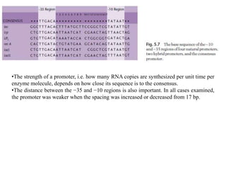 •The strength of a promoter, i.e. how many RNA copies are synthesized per unit time per
enzyme molecule, depends on how close its sequence is to the consensus.
•The distance between the −35 and −10 regions is also important. In all cases examined,
the promoter was weaker when the spacing was increased or decreased from 17 bp.
 