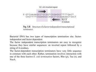 Bacterial DNA has two types of transcription termination site: factor-
independent and factor dependent.
The factor independent transcription terminators are easy to recognize
because they have similar sequences: an inverted repeat followed by a
string of A residues.
The factor-dependent transcription terminators have very little sequence
in common with each other. Rather, termination involves interaction with
one of the three known E. coli termination factors, Rho (ρ), Tau (τ), and
NusA.
 