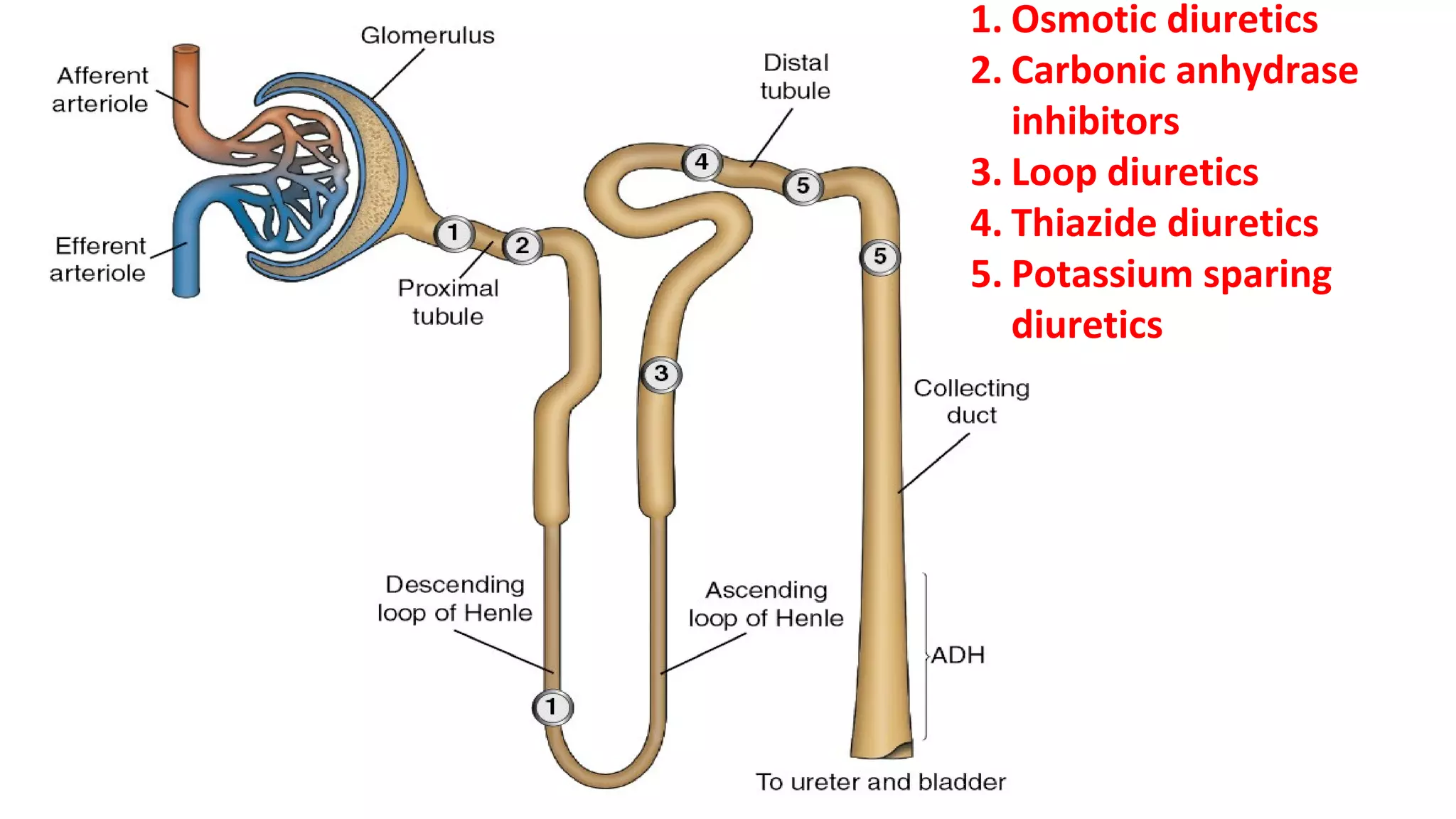 1. Osmotic diuretics
2. Carbonic anhydrase inhibitors
3. Loop Diuretics (High ceiling)
4. Thiazide diuretics
5. Potassium sparing diuretics
1. Osmotic diuretics
2. Carbonic anhydrase
inhibitors
3. Loop diuretics
4. Thiazide diuretics
5. Potassium sparing
diuretics
 