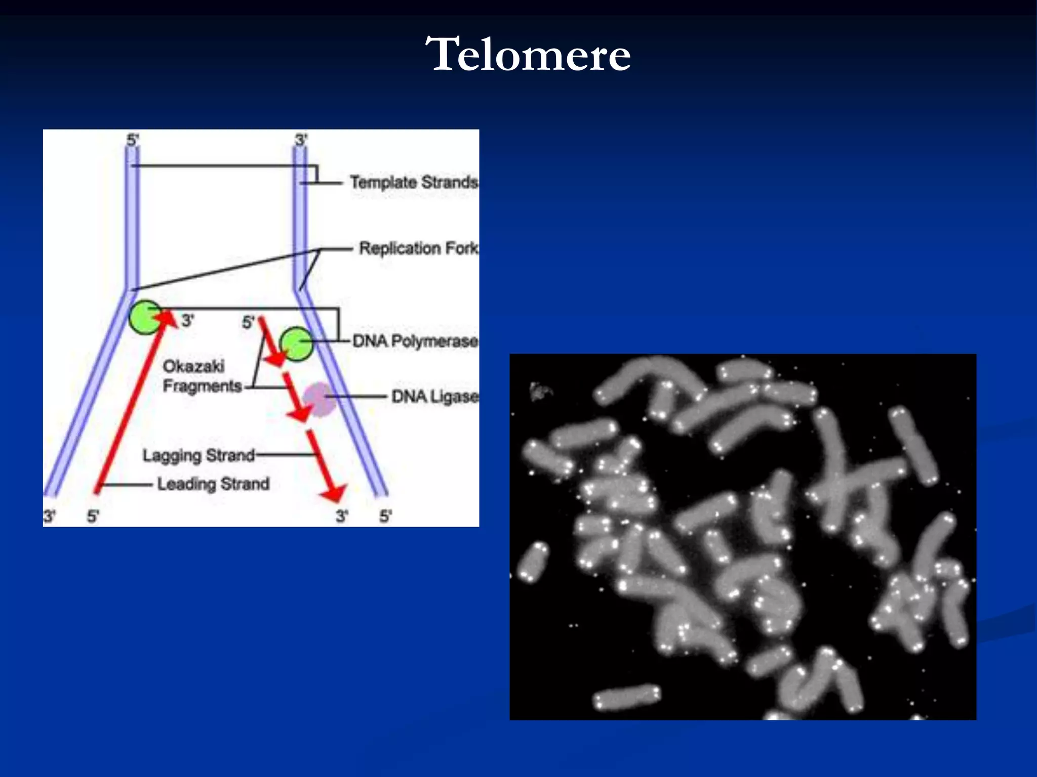 Telomere
 