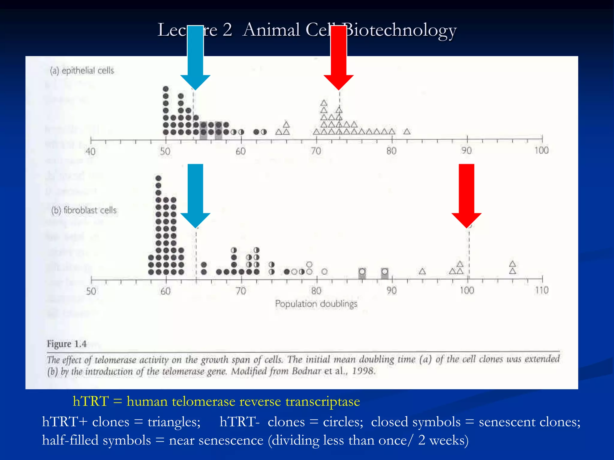 Lecture 2 Animal Cell Biotechnology




      hTRT = human telomerase reverse transcriptase
hTRT+ clones = triangles; hTRT- clones = circles; closed symbols = senescent clones;
half-filled symbols = near senescence (dividing less than once/ 2 weeks)
 