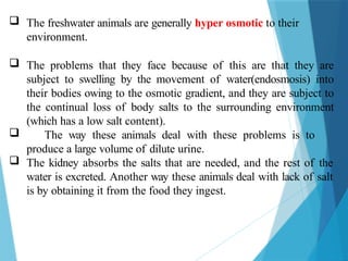  The freshwater animals are generally hyper osmotic to their
environment.
 The problems that they face because of this are that they are
subject to swelling by the movement of water(endosmosis) into
their bodies owing to the osmotic gradient, and they are subject to
the continual loss of body salts to the surrounding environment
(which has a low salt content).
 The way these animals deal with these problems is to
produce a large volume of dilute urine.
 The kidney absorbs the salts that are needed, and the rest of the
water is excreted. Another way these animals deal with lack of salt
is by obtaining it from the food they ingest.
 