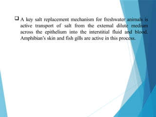  A key salt replacement mechanism for freshwater animals is
active transport of salt from the external dilute medium
across the epithelium into the interstitial fluid and blood.
Amphibian’s skin and fish gills are active in this process.
 