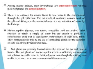  Among marine animals, most invertebrates are osmoconformers whereas
most vertebrates are osmoregulators.
 There is a tendency for marine fishes to lose water to the environment
through the gill epithelium. The net result of combined osmotic work of
the gills and kidneys in the marine teleosts is a net retention of water by
the kidneys.
 Marine reptiles (iguanas, sea turtles, crocodiles, and sea snakes) drink
seawater to obtain a supply of water but are unable to produce a
concentrated urine that is significantly hyperosmotic to their body fluids.
They compensate for this by the use of specialized glands for the secretion
of salts in a strong hyperosmotic fluid.
 Salt glands are generally located above the orbit of the eye and nose in
lizards. The salt glands of marine reptiles secrete a sufficiently concentrated
salt solution to enable them to drink saltwater even though their kidneys are
unable to produce urine more concentrated than seawater.
 