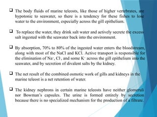  The body fluids of marine teleosts, like those of higher vertebrates, are
hypotonic to seawater, so there is a tendency for these fishes to lose
water to the environment, especially across the gill epithelium.
 To replace the water, they drink salt water and actively secrete the excess
salt ingested with the seawater back into the environment.
 By absorption, 70% to 80% of the ingested water enters the bloodstream,
along with most of the NaCl and KCl. Active transport is responsible for
the elimination of Na+, Cl-, and some K+ across the gill epithelium into the
seawater, and by secretion of divalent salts by the kidney.
 The net result of the combined osmotic work of gills and kidneys in the
marine teleost is a net retention of water.
 The kidney nephrons in certain marine teleosts have neither glomeruli
nor Bowman’s capsules. The urine is formed entirely by secretion
because there is no specialized mechanism for the production of a filtrate.
 