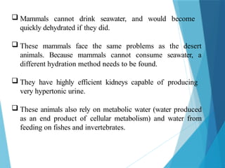 Mammals cannot drink seawater, and would become
quickly dehydrated if they did.
 These mammals face the same problems as the desert
animals. Because mammals cannot consume seawater, a
different hydration method needs to be found.
 They have highly efficient kidneys capable of producing
very hypertonic urine.
 These animals also rely on metabolic water (water produced
as an end product of cellular metabolism) and water from
feeding on fishes and invertebrates.
 