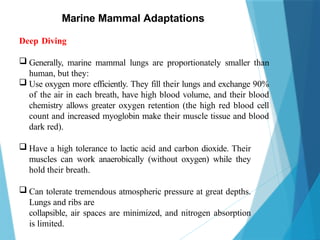 Marine Mammal Adaptations
Deep Diving
 Generally, marine mammal lungs are proportionately smaller than
human, but they:
 Use oxygen more efficiently. They fill their lungs and exchange 90%
of the air in each breath, have high blood volume, and their blood
chemistry allows greater oxygen retention (the high red blood cell
count and increased myoglobin make their muscle tissue and blood
dark red).
 Have a high tolerance to lactic acid and carbon dioxide. Their
muscles can work anaerobically (without oxygen) while they
hold their breath.
 Can tolerate tremendous atmospheric pressure at great depths.
Lungs and ribs are
collapsible, air spaces are minimized, and nitrogen absorption
is limited.
 