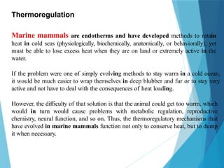 Thermoregulation
Marine mammals are endotherms and have developed methods to retain
heat in cold seas (physiologically, biochemically, anatomically, or behaviorally), yet
must be able to lose excess heat when they are on land or extremely active in the
water.
If the problem were one of simply evolving methods to stay warm in a cold ocean,
it would be much easier to wrap themselves in deep blubber and fur or to stay very
active and not have to deal with the consequences of heat loading.
However, the difficulty of that solution is that the animal could get too warm, which
would in turn would cause problems with metabolic regulation, reproductive
chemistry, neural function, and so on. Thus, the thermoregulatory mechanisms that
have evolved in marine mammals function not only to conserve heat, but to dump
it when necessary.
 