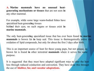A. Marine mammals have no unusual heat-
generating mechanisms or tissues that are not seen in
any other mammal.
For example, while some large warm-bodied fishes have
specialized heat-generating tissues
behind their eyes, no such organs or tissues exist in
marine mammals.
The only heat-generating specialized tissue that has ever been found in marine
mammals is brown fat in harp seal. This tissue is thermogenically active via
oxidation of lipid compounds, but only for about the first 3 days after birth.
This is an important source of heat for these young pups, but not unique, as
brown fat is found in other terrestrial mammals where it serves the same
purpose.
It is suggested that they must have adapted significant ways to alter the heat
loss through reduced conduction and convection. They have done this through
the use of blubber, fur, and vascular adaptations.
 