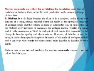Marine mammals use either fur or blubber for insulation and, like all
endotherms, balance their metabolic heat production with various pathways
of heat loss.
B. Blubber is a fat layer beneath the skin. It is a complex, active tissue that
consists of a loose, spongy material where the matrix of the sponge is made up
of collagen fibers and the volume is made of adipocytes (fat, or lipid cells). As
the blubber layer increases or decreases, the collagen matrix remains the same,
and it is the movement of lipid in and out of that matrix that accounts for the
change in blubber quality and characteristics. However, all blubber is not the
same; it varies from species to species in terms of the ratio of collagen to lipid
and it can even vary within the same animal from location to location or with
depth.
Blubber acts as an internal insulator for marine mammals because it occurs
below the skin layer.
 