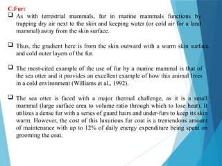 C.Fur:
 As with terrestrial mammals, fur in marine mammals functions by
trapping dry air next to the skin and keeping water (or cold air for a land
mammal) away from the skin surface.
 Thus, the gradient here is from the skin outward with a warm skin surface
and cold outer layers of the fur.
 The most-cited example of the use of fur by a marine mammal is that of
the sea otter and it provides an excellent example of how this animal lives
in a cold environment (Williams et al., 1992).
 The sea otter is faced with a major thermal challenge, as it is a small
mammal (large surface area to volume ratio through which to lose heat). It
utilizes a dense fur with a series of guard hairs and under-furs to keep its skin
warm. However, the cost of this luxurious fur coat is a tremendous amount
of maintenance with up to 12% of daily energy expenditure being spent on
grooming the coat.
 