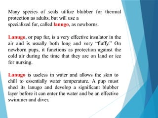 Many species of seals utilize blubber for thermal
protection as adults, but will use a
specialized fur, called lanugo, as newborns.
Lanugo, or pup fur, is a very effective insulator in the
air and is usually both long and very “fluffy.” On
newborn pups, it functions as protection against the
cold air during the time that they are on land or ice
for nursing.
Lanugo is useless in water and allows the skin to
chill to essentially water temperature. A pup must
shed its lanugo and develop a significant blubber
layer before it can enter the water and be an effective
swimmer and diver.
 