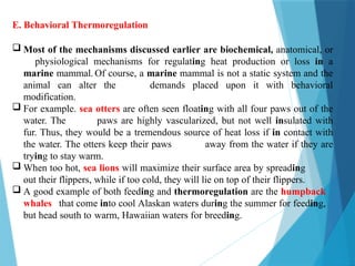 E. Behavioral Thermoregulation
 Most of the mechanisms discussed earlier are biochemical, anatomical, or
physiological mechanisms for regulating heat production or loss in a
marine mammal. Of course, a marine mammal is not a static system and the
animal can alter the demands placed upon it with behavioral
modification.
 For example. sea otters are often seen floating with all four paws out of the
water. The paws are highly vascularized, but not well insulated with
fur. Thus, they would be a tremendous source of heat loss if in contact with
the water. The otters keep their paws away from the water if they are
trying to stay warm.
 When too hot, sea lions will maximize their surface area by spreading
out their flippers, while if too cold, they will lie on top of their flippers.
 A good example of both feeding and thermoregulation are the humpback
whales that come into cool Alaskan waters during the summer for feeding,
but head south to warm, Hawaiian waters for breeding.
 
