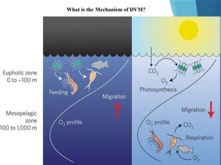 What is the Mechanism of DVM?
 