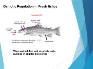 Osmotic Regulation in Fresh fishes
Water gained, lost salt passively, salts
pumped in at gills; dilute urine
 