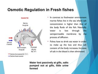 Osmotic Regulation in Fresh fishes
• In contrast to freshwater environment
marine fishes live in the sea where salt
concentration is higher than that of
the body fluids of the fish. Naturally,
water is lost through the
semipermeable membrane by the
process of diffusion.
• Fishes have to drink sea water in order
to make up the loss and thus salt
content of the body increases. Increase
of salt in the blood is then eliminated.
Water lost passively at gills, salts
pumped out at gills, little urine
formed
 