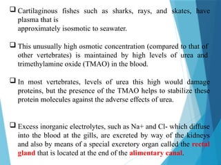  Cartilaginous fishes such as sharks, rays, and skates, have
plasma that is
approximately isosmotic to seawater.
 This unusually high osmotic concentration (compared to that of
other vertebrates) is maintained by high levels of urea and
trimethylamine oxide (TMAO) in the blood.
 In most vertebrates, levels of urea this high would damage
proteins, but the presence of the TMAO helps to stabilize these
protein molecules against the adverse effects of urea.
 Excess inorganic electrolytes, such as Na+ and Cl- which diffuse
into the blood at the gills, are excreted by way of the kidneys
and also by means of a special excretory organ called the rectal
gland that is located at the end of the alimentary canal.
 