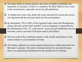 ❑ The body fluids of marine teleosts, like those of higher vertebrates, are
hypotonic to seawater, so there is a tendency for these fishes to lose water
to the environment, especially across the gill epithelium.
❑ To replace the water, they drink salt water and actively secrete the excess
salt ingested with the seawater back into the environment.
❑ By absorption, 70% to 80% of the ingested water enters the bloodstream,
along with most of the NaCl and KCl. Active transport is responsible for
the elimination of Na+, Cl-, and some K+ across the gill epithelium into the
seawater, and by secretion of divalent salts by the kidney.
❑ The net result of the combined osmotic work of gills and kidneys in the
marine teleost is a net retention of water.
❑ The kidney nephrons in certain marine teleosts have neither glomeruli nor
Bowman’s capsules. The urine is formed entirely by secretion because
there is no specialized mechanism for the production of a filtrate.
 