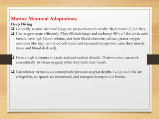 Marine Mammal Adaptations
Deep Diving
❑ Generally, marine mammal lungs are proportionately smaller than humans', but they:
❑ Use oxygen more efficiently. They fill their lungs and exchange 90% of the air in each
breath, have high blood volume, and their blood chemistry allows greater oxygen
retention (the high red blood cell count and increased myoglobin make their muscle
tissue and blood dark red).
❑ Have a high tolerance to lactic acid and carbon dioxide. Their muscles can work
anaerobically (without oxygen) while they hold their breath.
❑ Can tolerate tremendous atmospheric pressure at great depths. Lungs and ribs are
collapsible, air spaces are minimized, and nitrogen absorption is limited.
 