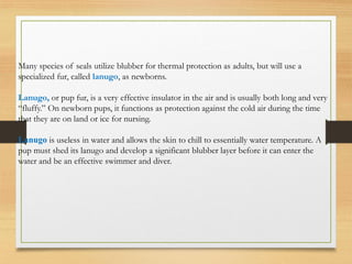 Many species of seals utilize blubber for thermal protection as adults, but will use a
specialized fur, called lanugo, as newborns.
Lanugo, or pup fur, is a very effective insulator in the air and is usually both long and very
“fluffy.” On newborn pups, it functions as protection against the cold air during the time
that they are on land or ice for nursing.
Lanugo is useless in water and allows the skin to chill to essentially water temperature. A
pup must shed its lanugo and develop a significant blubber layer before it can enter the
water and be an effective swimmer and diver.
 