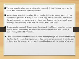 ❑ The next vascular adjustment seen in marine mammals deals with those mammals that
utilize thick blubber as an insulating material.
❑ As mentioned several times earlier, this is a good technique for staying warm, but can
cause serious problems if trying to cool. In fact, large whales have such a tremendous
thermal mass and a low surface area to volume ratio that they may have a much more
serious problem dumping heat than conserving it (Hokkanen, 1990).
❑ Because marine mammals do not sweat, the answer is that blubber is not just an inert
organic blanket surrounding the animal, but is instead vascularized with a series of
anastomoses, or blood flow shunts.
❑ These shunts can control the amount of blood moving through the blubber and reaching
the skin, thereby controlling the amount of heat lost to the environment. If a seal needs
to dump heat, the anastomoses open and warm blood can reach the surface of the skin.
 