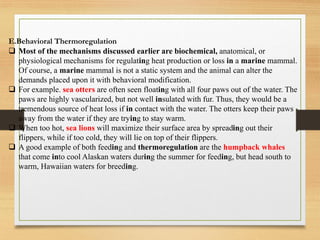 E.Behavioral Thermoregulation
❑ Most of the mechanisms discussed earlier are biochemical, anatomical, or
physiological mechanisms for regulating heat production or loss in a marine mammal.
Of course, a marine mammal is not a static system and the animal can alter the
demands placed upon it with behavioral modification.
❑ For example. sea otters are often seen floating with all four paws out of the water. The
paws are highly vascularized, but not well insulated with fur. Thus, they would be a
tremendous source of heat loss if in contact with the water. The otters keep their paws
away from the water if they are trying to stay warm.
❑ When too hot, sea lions will maximize their surface area by spreading out their
flippers, while if too cold, they will lie on top of their flippers.
❑ A good example of both feeding and thermoregulation are the humpback whales
that come into cool Alaskan waters during the summer for feeding, but head south to
warm, Hawaiian waters for breeding.
 