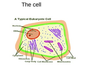 The cell
 