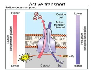 Active transport
 