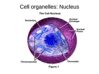 Cell organelles: Nucleus
 