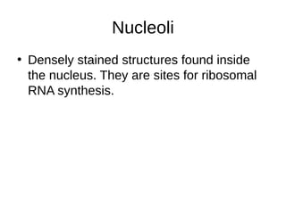 Nucleoli
• Densely stained structures found inside
the nucleus. They are sites for ribosomal
RNA synthesis.
 