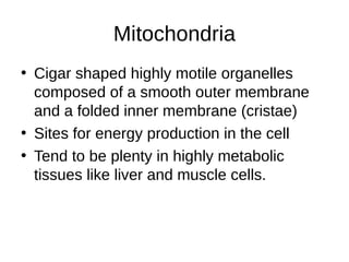 Mitochondria
• Cigar shaped highly motile organelles
composed of a smooth outer membrane
and a folded inner membrane (cristae)
• Sites for energy production in the cell
• Tend to be plenty in highly metabolic
tissues like liver and muscle cells.
 