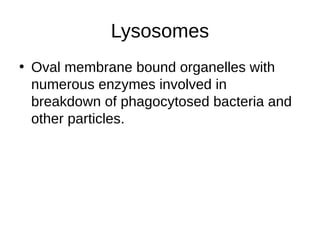 Lysosomes
• Oval membrane bound organelles with
numerous enzymes involved in
breakdown of phagocytosed bacteria and
other particles.
 