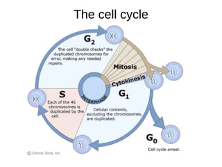 The cell cycle
 