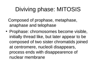 Diviving phase: MITOSIS
Composed of prophase, metaphase,
anaphase and telophase
• Prophase: chromosomes become visible,
initially thread like, but later appear to be
composed of two sister chromatids joined
at centromere, nucleoli disappears,
process ends with disappearence of
nuclear membrane
 