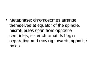 • Metaphase: chromosomes arrange
themselves at equator of the spindle,
microtubules span from opposite
centrioles, sister chromatids begin
separating and moving towards opposite
poles
 
