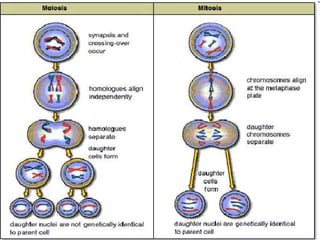 Meiosis
•
 