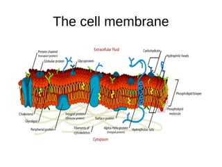 The cell membrane
 