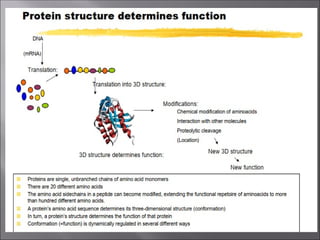Lecture 2 b: Chemistry of proteins its function and stability.pptx