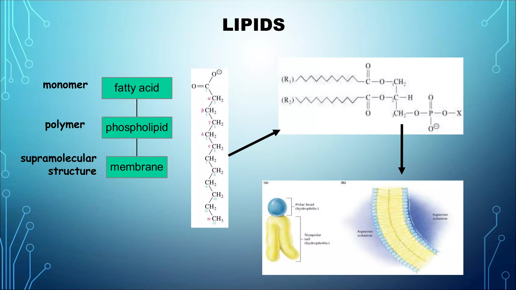 LECTURE 2 BIOCHEMISTRY.ppt