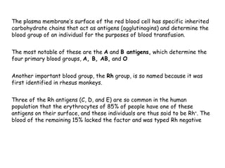 The plasma membrane’s surface of the red blood cell has specific inherited
carbohydrate chains that act as antigens (agglutinogins) and determine the
blood group of an individual for the purposes of blood transfusion.
The most notable of these are the A and B antigens, which determine the
four primary blood groups, A, B, AB, and O
Another important blood group, the Rh group, is so named because it was
first identified in rhesus monkeys.
Three of the Rh antigens (C, D, and E) are so common in the human
population that the erythrocytes of 85% of people have one of these
antigens on their surface, and these individuals are thus said to be Rh+. The
blood of the remaining 15% lacked the factor and was typed Rh negative
 