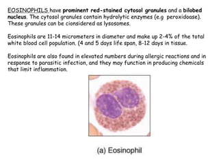 EOSINOPHILS have prominent red-stained cytosol granules and a bilobed
nucleus. The cytosol granules contain hydrolytic enzymes (e.g peroxidoase).
These granules can be cionsidered as lysosomes.
Eosinophils are 11-14 micrometers in diameter and make up 2-4% of the total
white blood cell population. (4 and 5 days life span, 8-12 days in tissue.
Eosinophils are also found in elevated numbers during allergic reactions and in
response to parasitic infection, and they may function in producing chemicals
that limit inflammation.
 