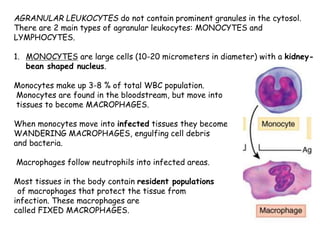 AGRANULAR LEUKOCYTES do not contain prominent granules in the cytosol.
There are 2 main types of agranular leukocytes: MONOCYTES and
LYMPHOCYTES.
1. MONOCYTES are large cells (10-20 micrometers in diameter) with a kidney-
bean shaped nucleus.
Monocytes make up 3-8 % of total WBC population.
Monocytes are found in the bloodstream, but move into
tissues to become MACROPHAGES.
When monocytes move into infected tissues they become
WANDERING MACROPHAGES, engulfing cell debris
and bacteria.
Macrophages follow neutrophils into infected areas.
Most tissues in the body contain resident populations
of macrophages that protect the tissue from
infection. These macrophages are
called FIXED MACROPHAGES.
 